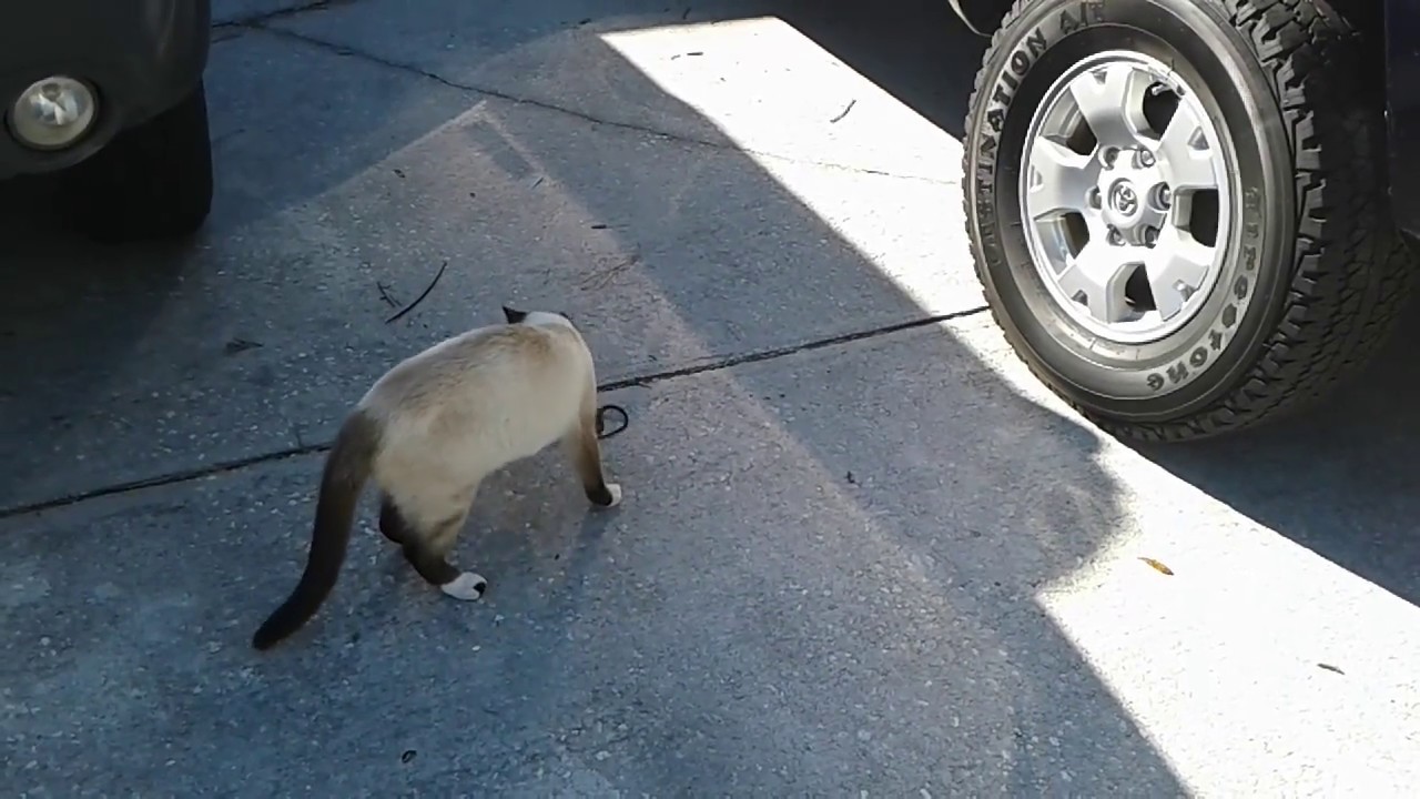 CAT VS. SNAKE- EPIC BATTLE