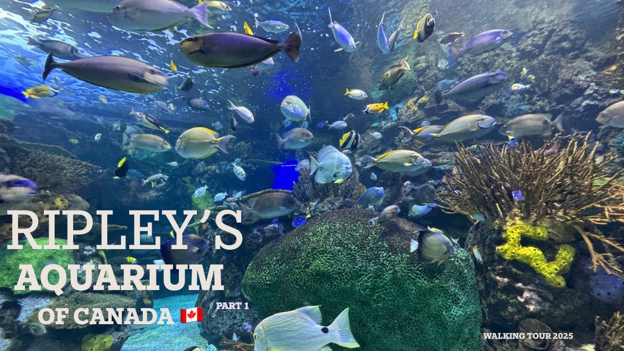 Ripley’s Aquarium of Canada |Toronto 