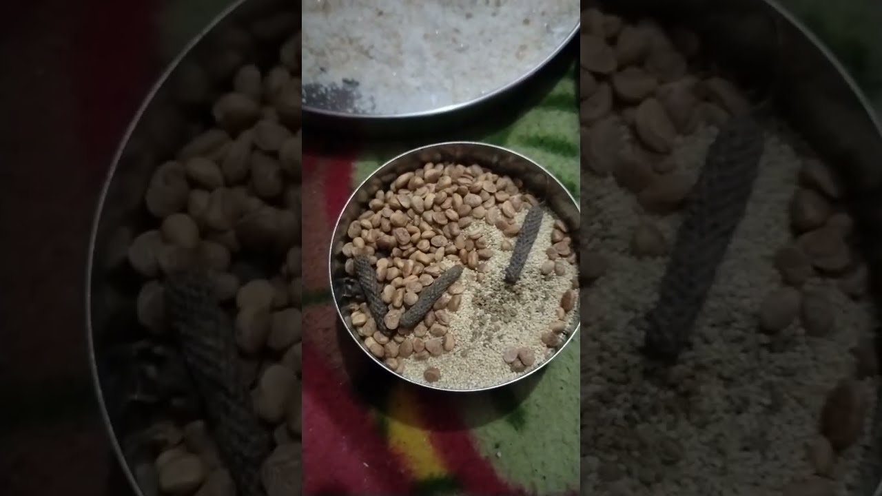 New mom panjiriladdu lot of benifit fir health #ladduvlog #newmomsguide #firstmother #panjirirecipe 