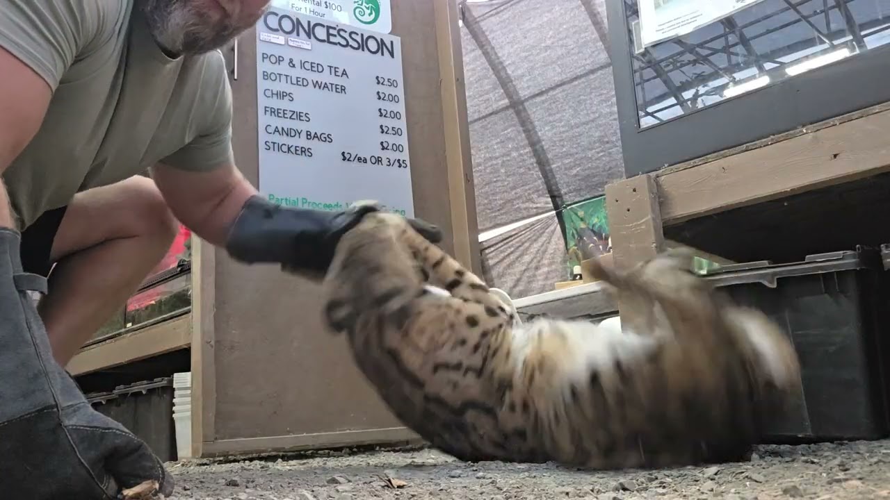 Playing with a serval!