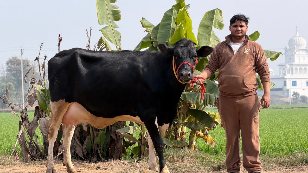 Number- cow seller in Bathinda (Punjab) Ravi Dairy Farm