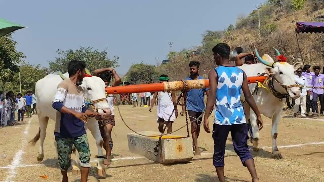 మొట్నూతల పల్లి దేశపు ఎద్దుల విభాగంలో 1వ జత
