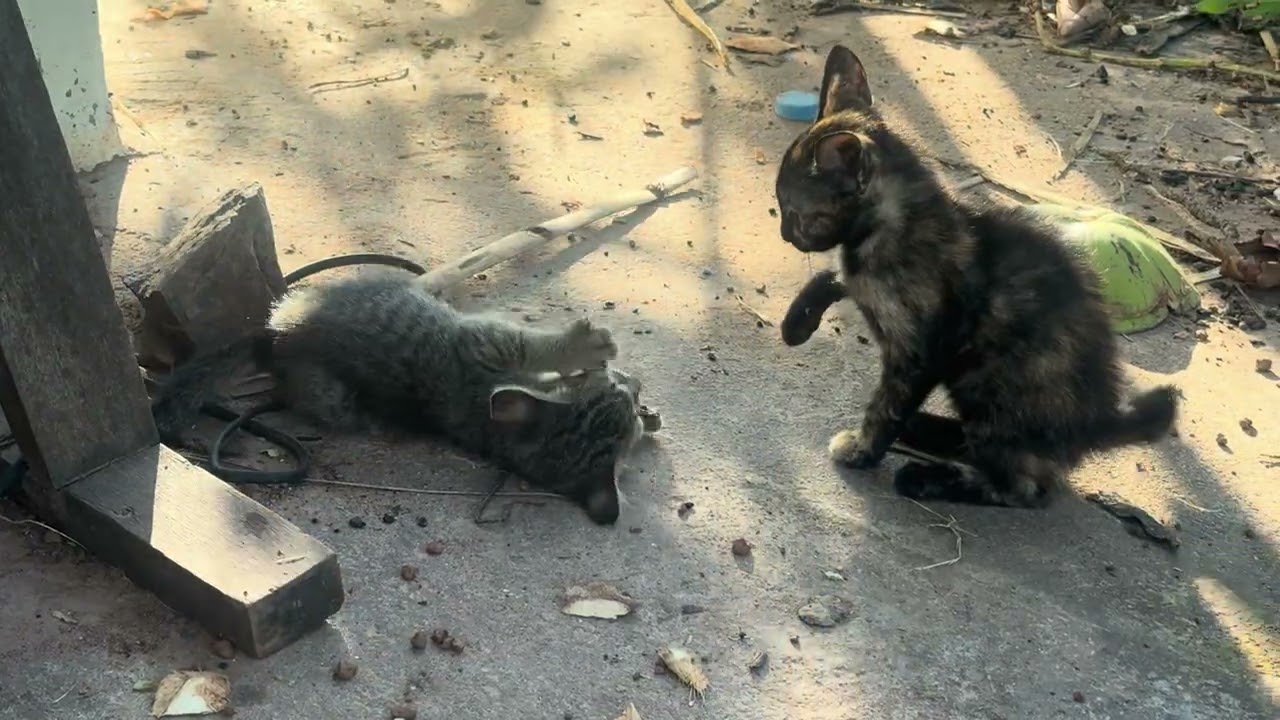 Lovely puppies are playing#cat #cutecat #cutecat #cuteanimal 