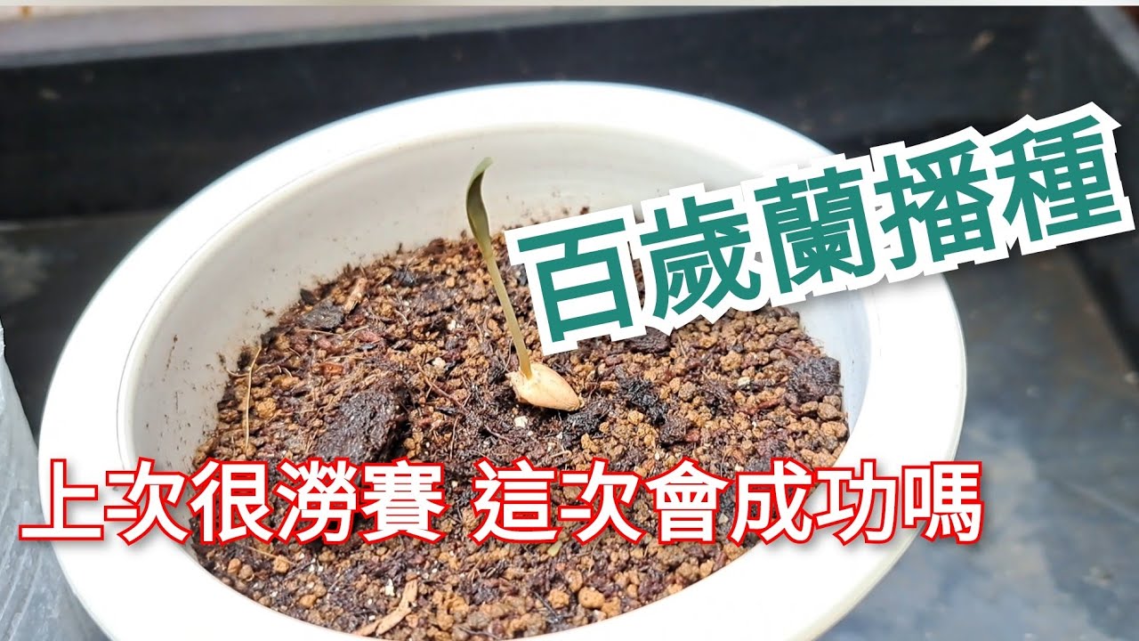 球根植物 百歲蘭第二次播種 這次有成功了