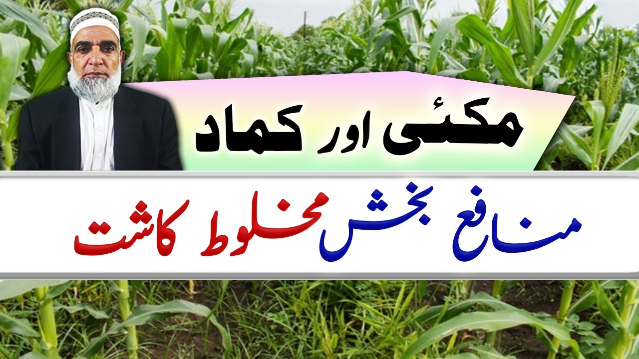 Intercropping of Sugarcane in Spring Maize || Crop Reformer