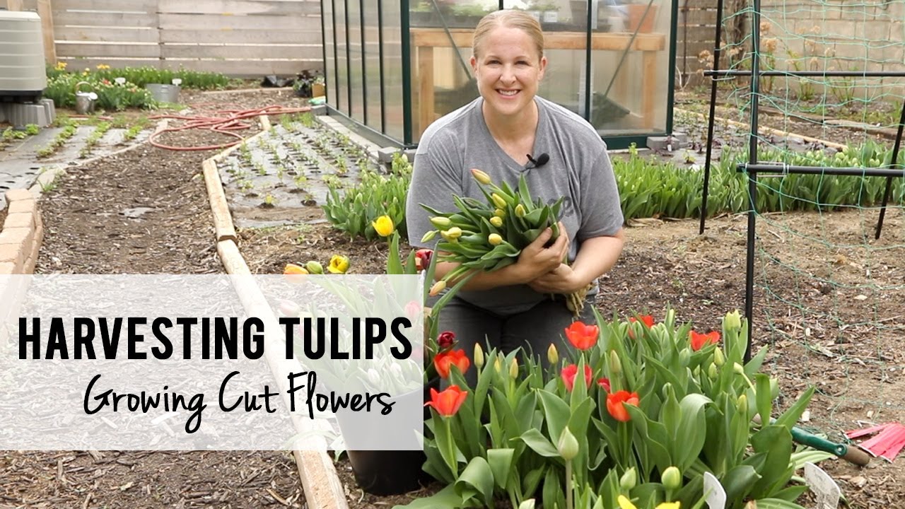 First Tulip Harvest of the Season!!!!  Growing Cut Flowers - Sunshine and Flora, Iowa