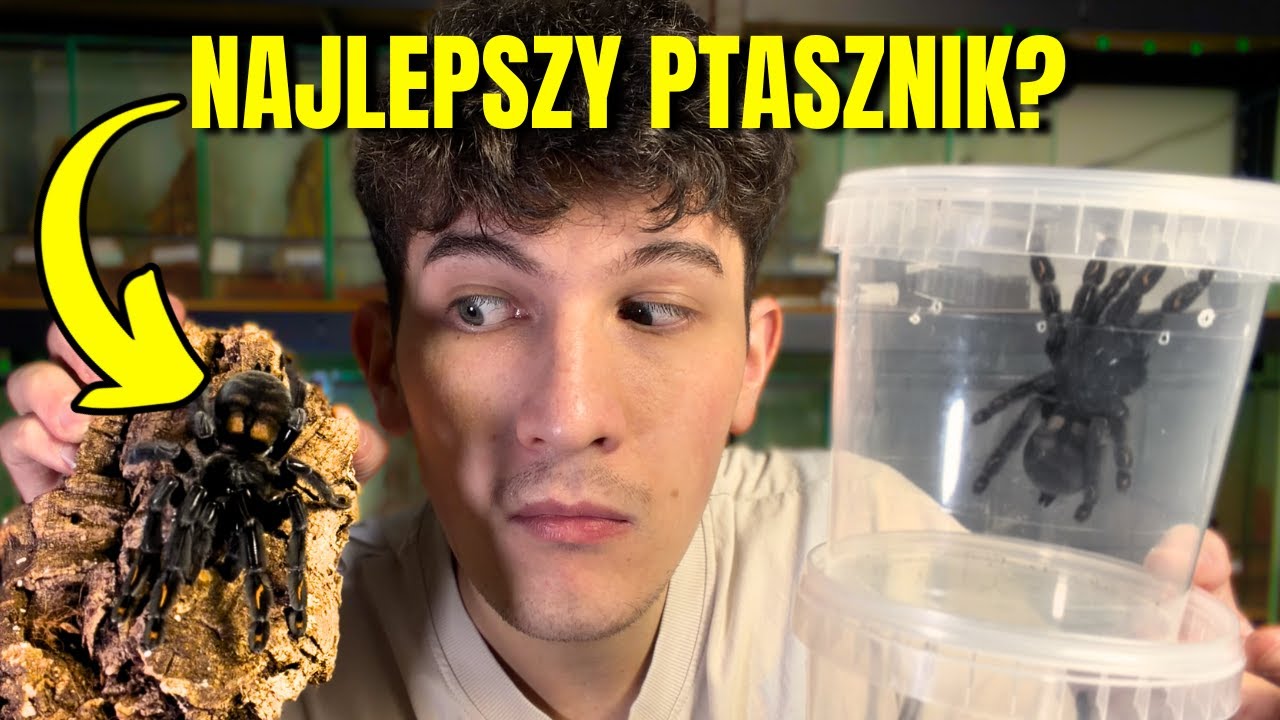 IDEALNY nadrzewny PAJĄK? 🕷️ Przeprowadzka Psalmopoeus irminia!