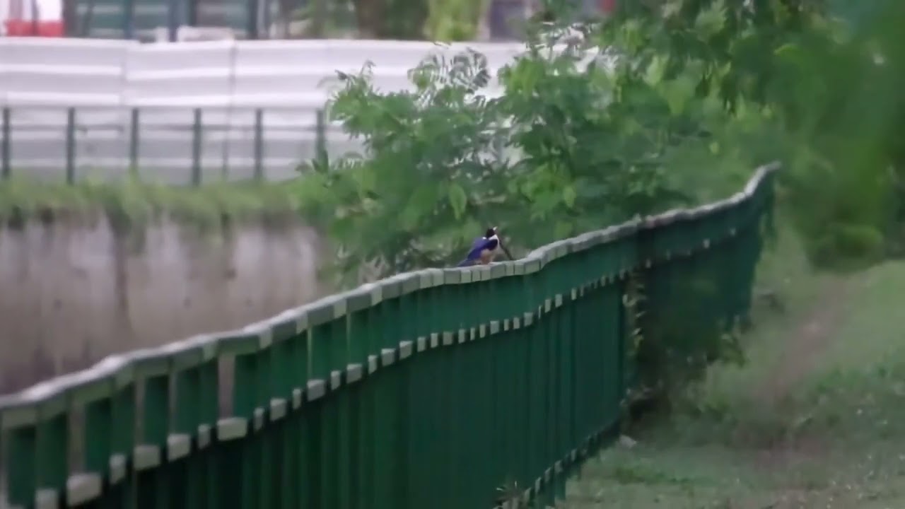 Black Capped Kingfisher at West Coast Park #migratorybird in Singapore Jan 24 2026