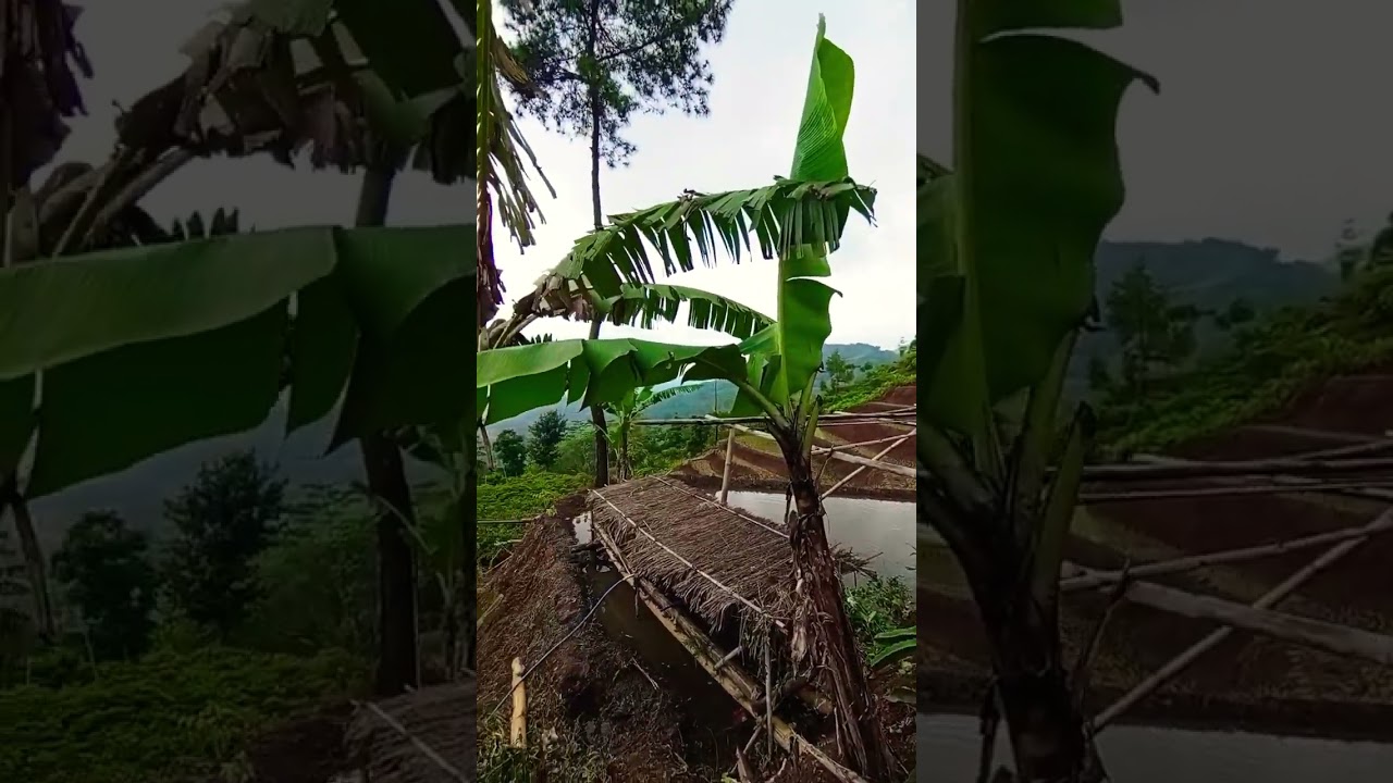 KAMPUNG HALAMAN KAMPUNG TERCINTA #alam #nature #shortvideo #urangsunda #lembursunda