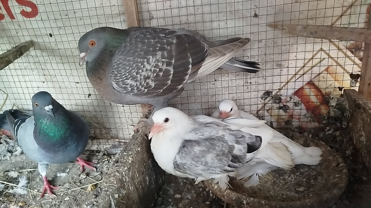 Kabootar Pot Maly Us Ka Ilaj 100% ||  fancy pigeons :: MalikJamshid-007 😍 