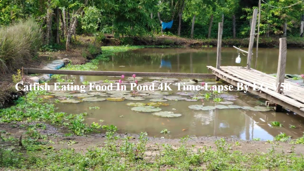 Catfish Eating Food In Pond 4K Time-Lapse By LG V50 ThinQ
