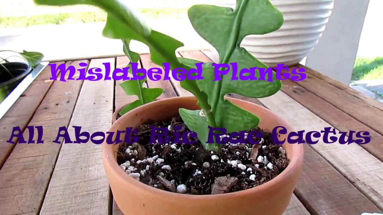 Mislabeled Plants - All About Ric Rac Cactus - Cacti