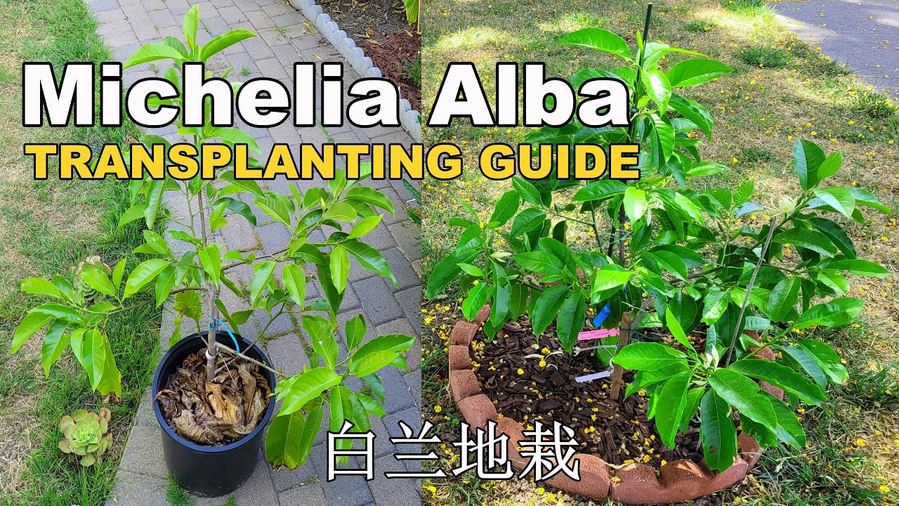 Air Layered Michelia Alba Transplanting to the Ground | Magnolia Alaba | White Champaca (白兰地栽指南)