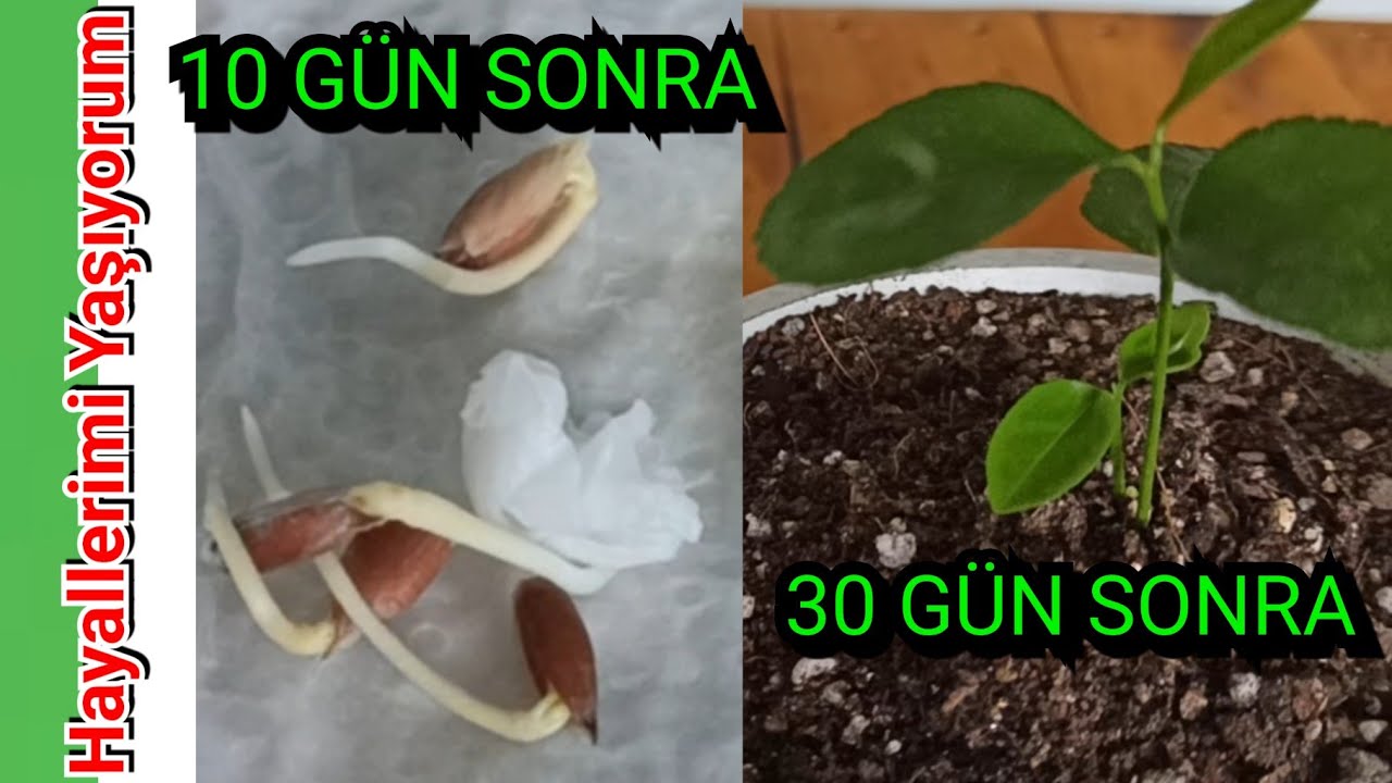 Limon Çekirdeği Nasıl Çimlendirilir