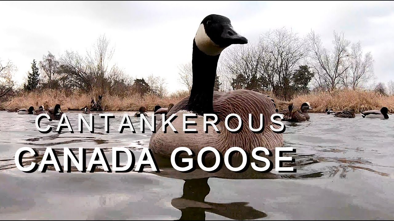 Cantankerous Canada Goose | A Wildlife Conservation Story