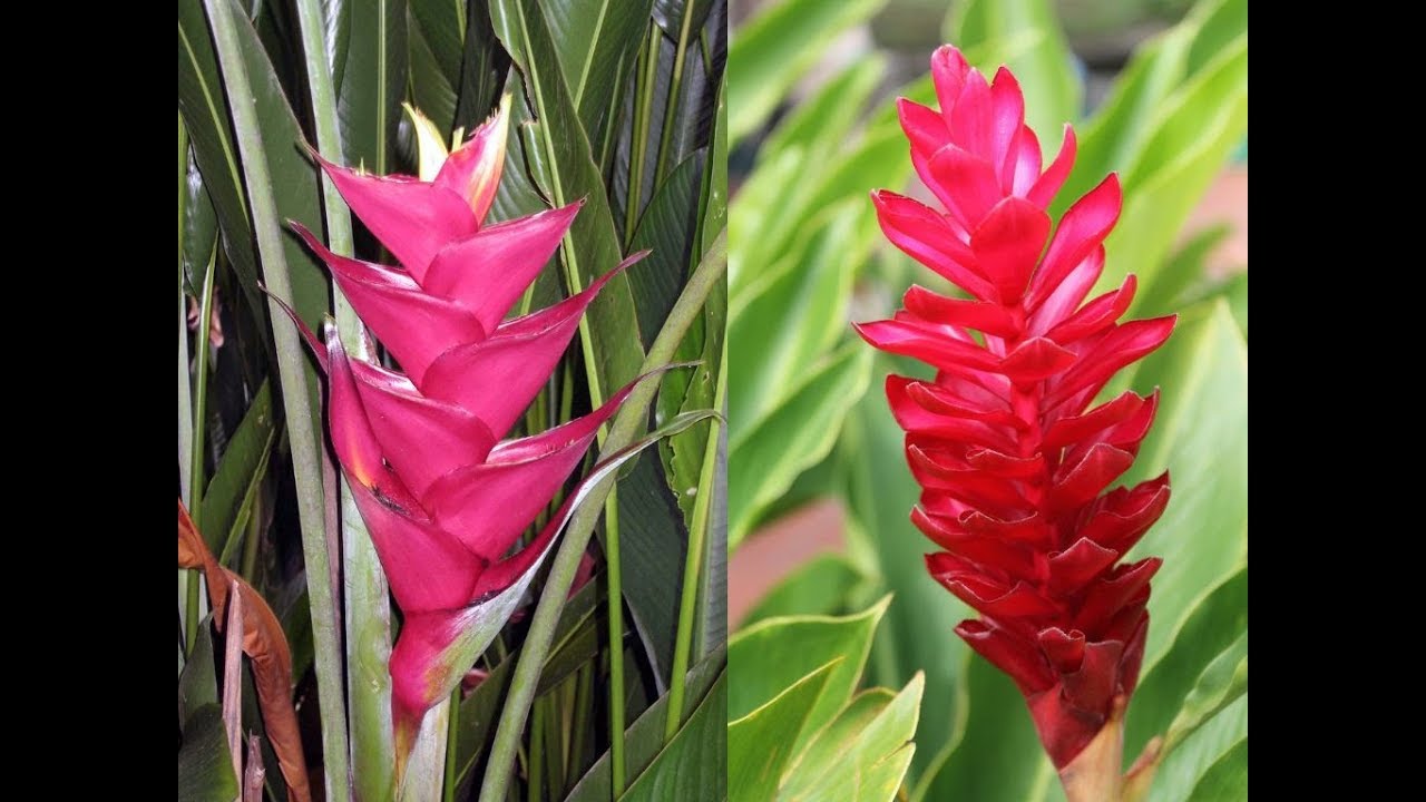 Awesome and Most Beautiful Heliconia Flowers
