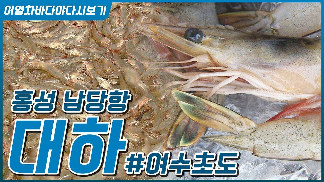 서해 가을진미 홍성 남당항 대하(왕새우)  #여수초도