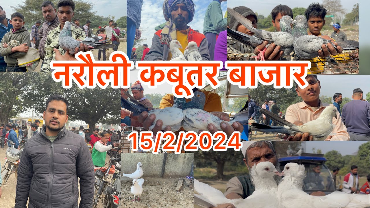 नरौली कबूतर बाजार Naroli Kabootar bajar 15/2/2025