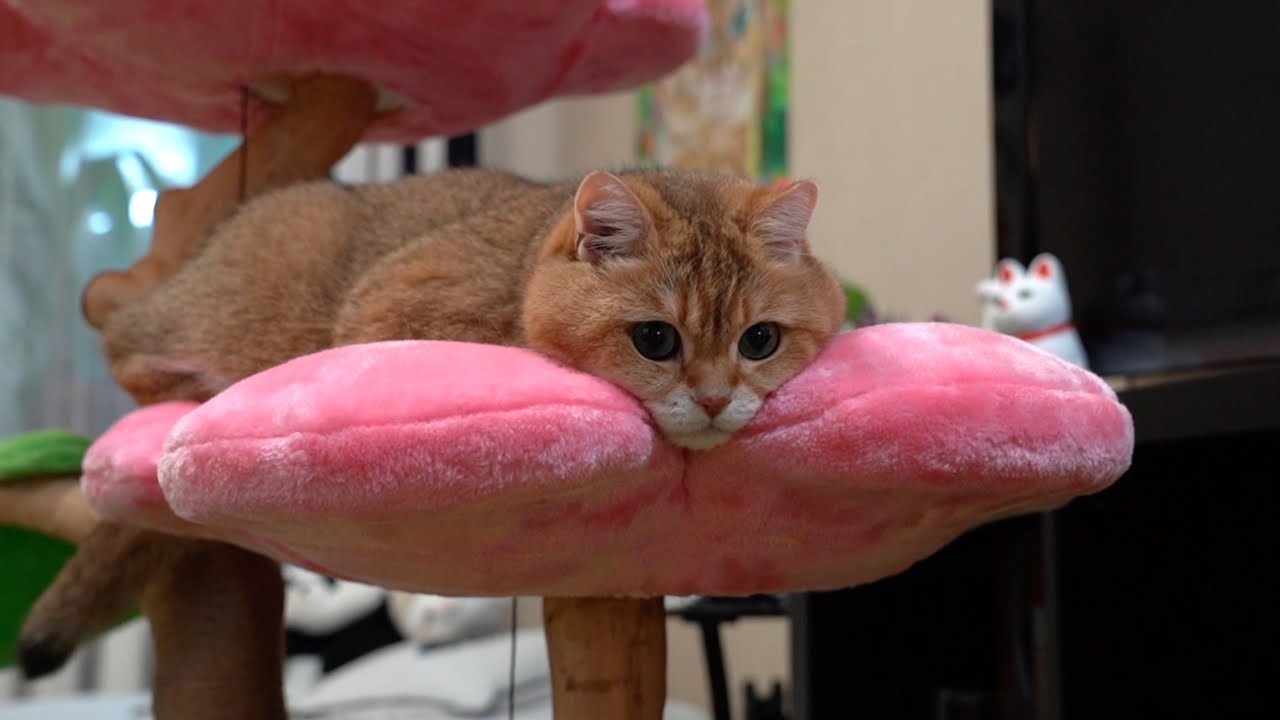 Floral Cat Tree