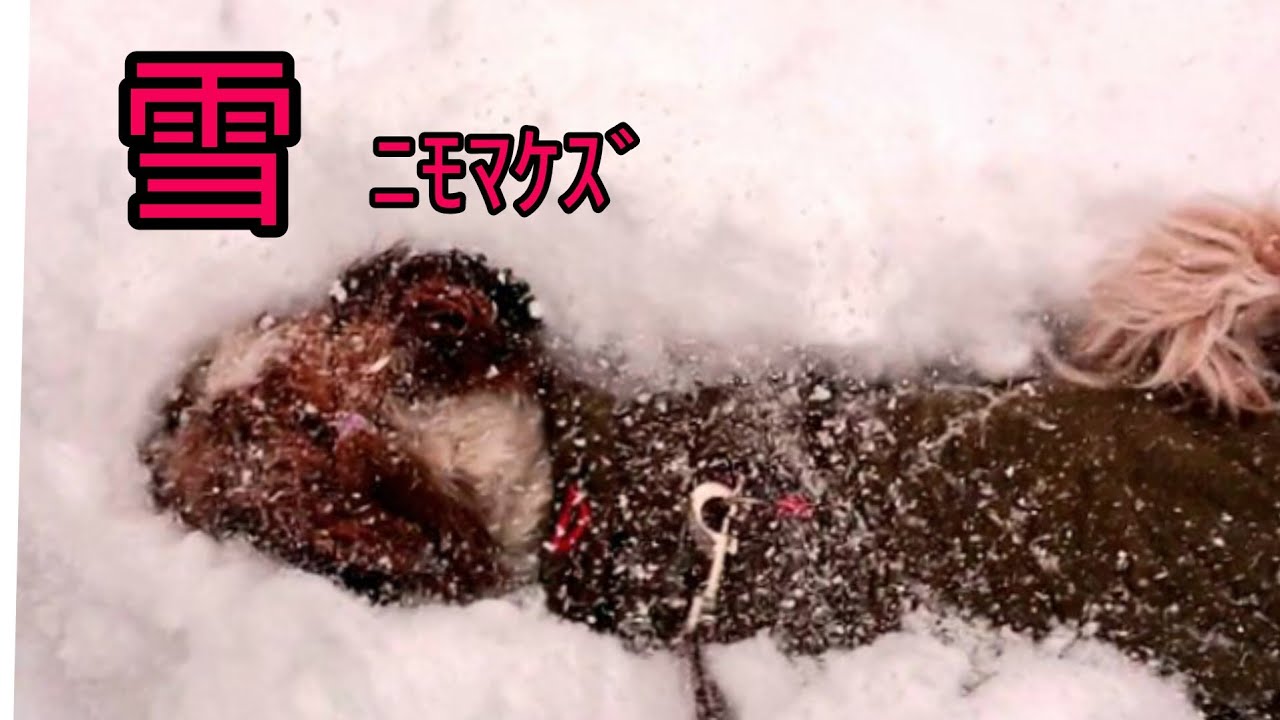 雪ﾆﾓﾏｹｽﾞ