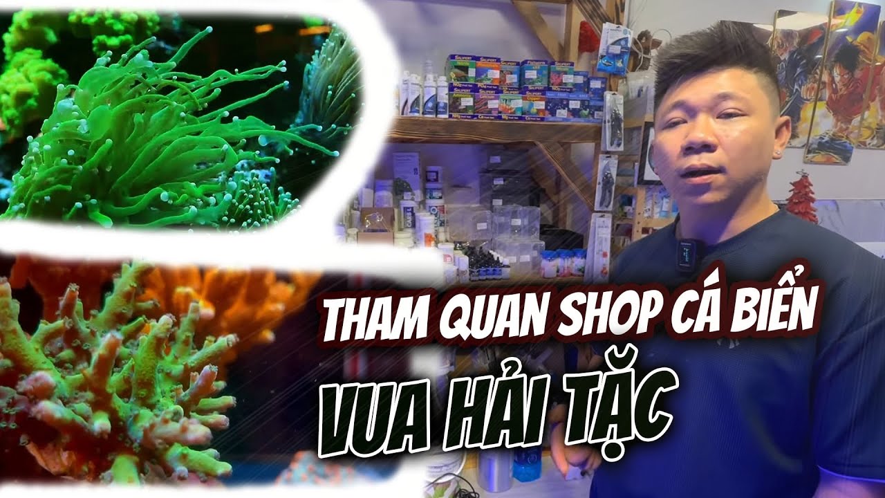Tham quan shop cá biển Vua Hải Tặc cùng anh chủ vui tính/ Visiting sea- aqua shop of a funny owner