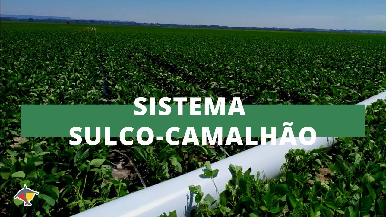 Sulco-camalhão otimiza cultivo da soja para rotação com arroz em terras baixas | Programa Terra Sul
