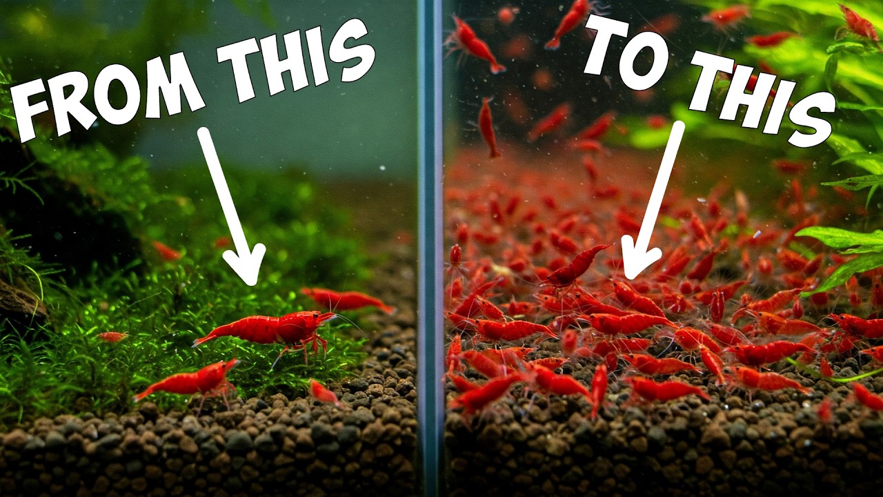 The ULTIMATE Guide to Breeding Red Cherry Shrimp🦐