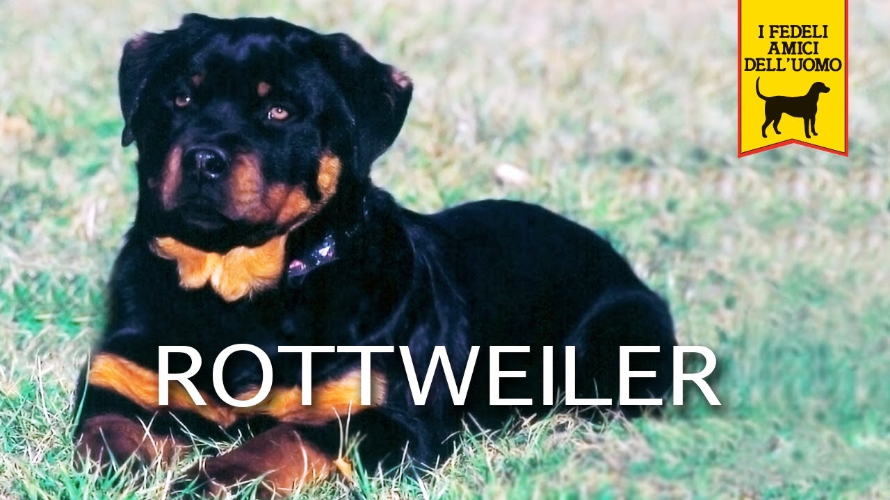 IL ROTTWEILER - Trailer documentario
