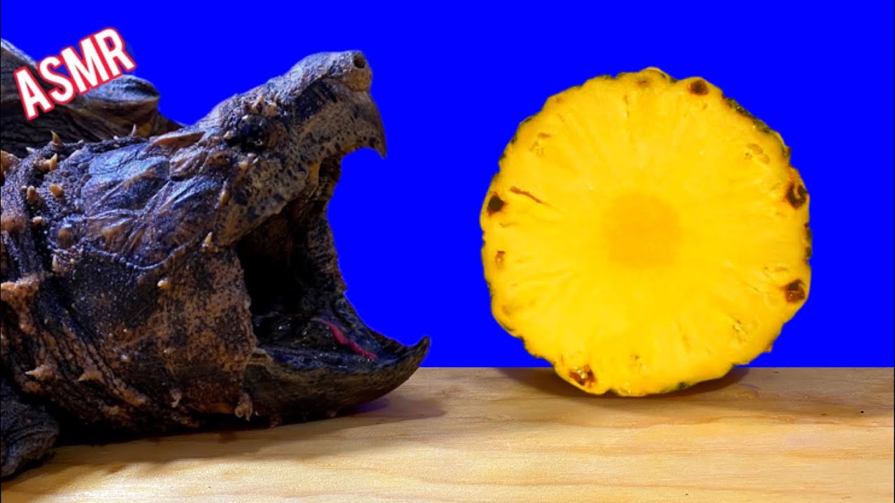 ASMR Turtle Tortoise Eating Fruit PINEAPPLE 🐢 ASMR Animal
