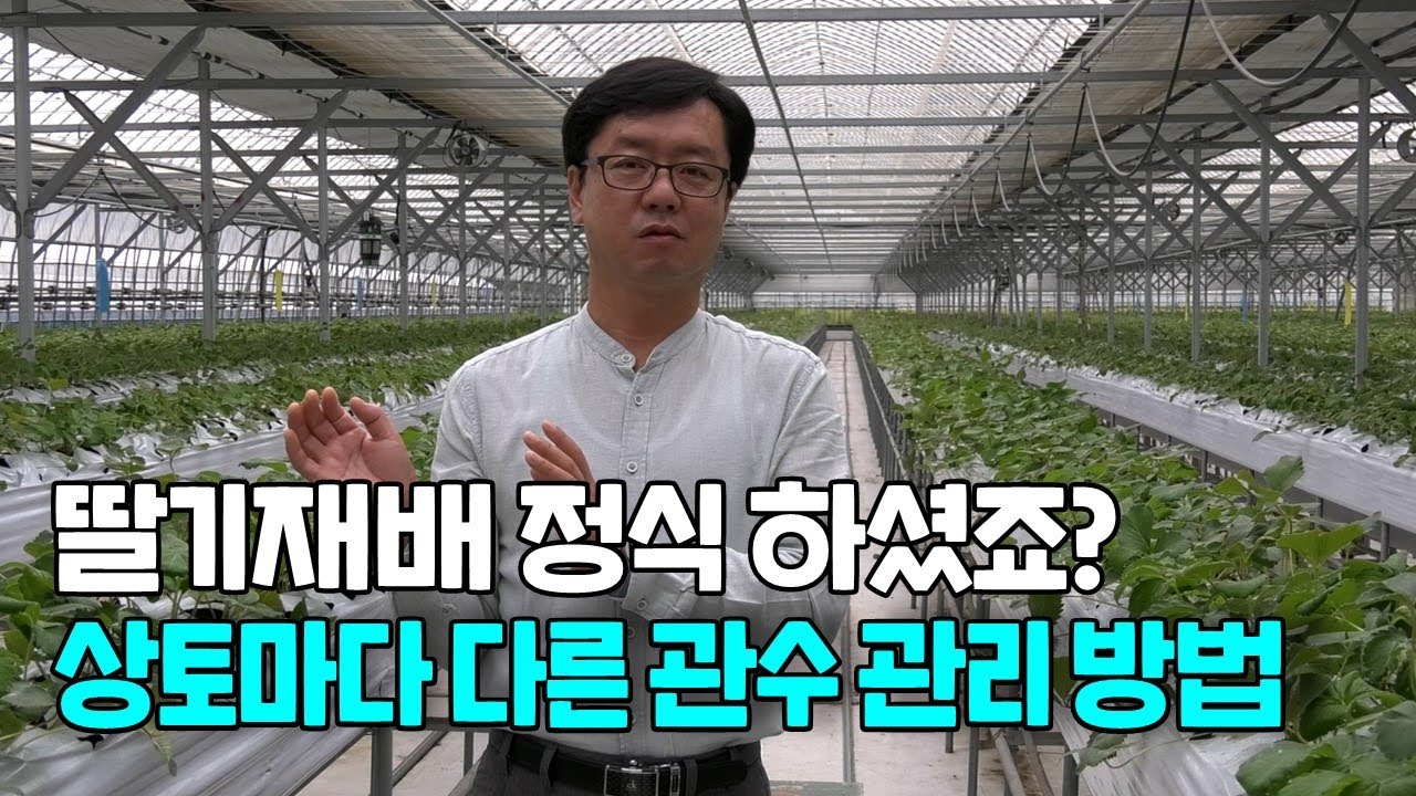 딸기 정식 후 관리 상토마다 다른 관수 관리방법
