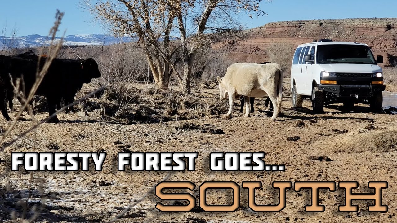 Van Life Desert Sessions - Foresty Forest Goes South