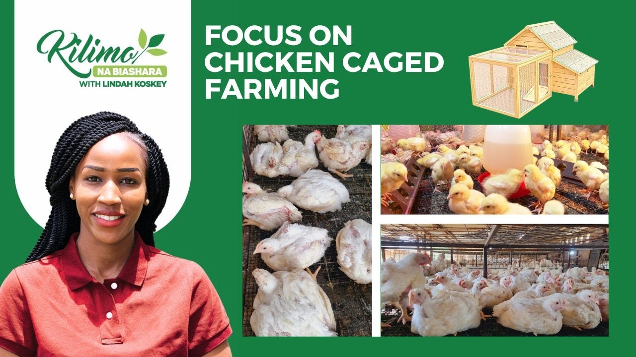 Optimize your limited space -  Focus on Caged Chicken Farming