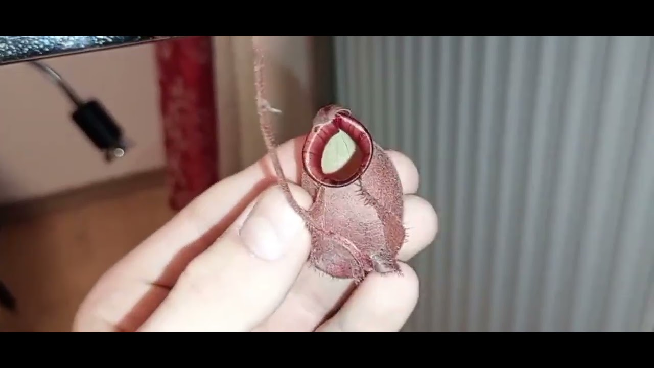 Nepenthesrundgang im januar!!!&Intro 2.0!!!#14