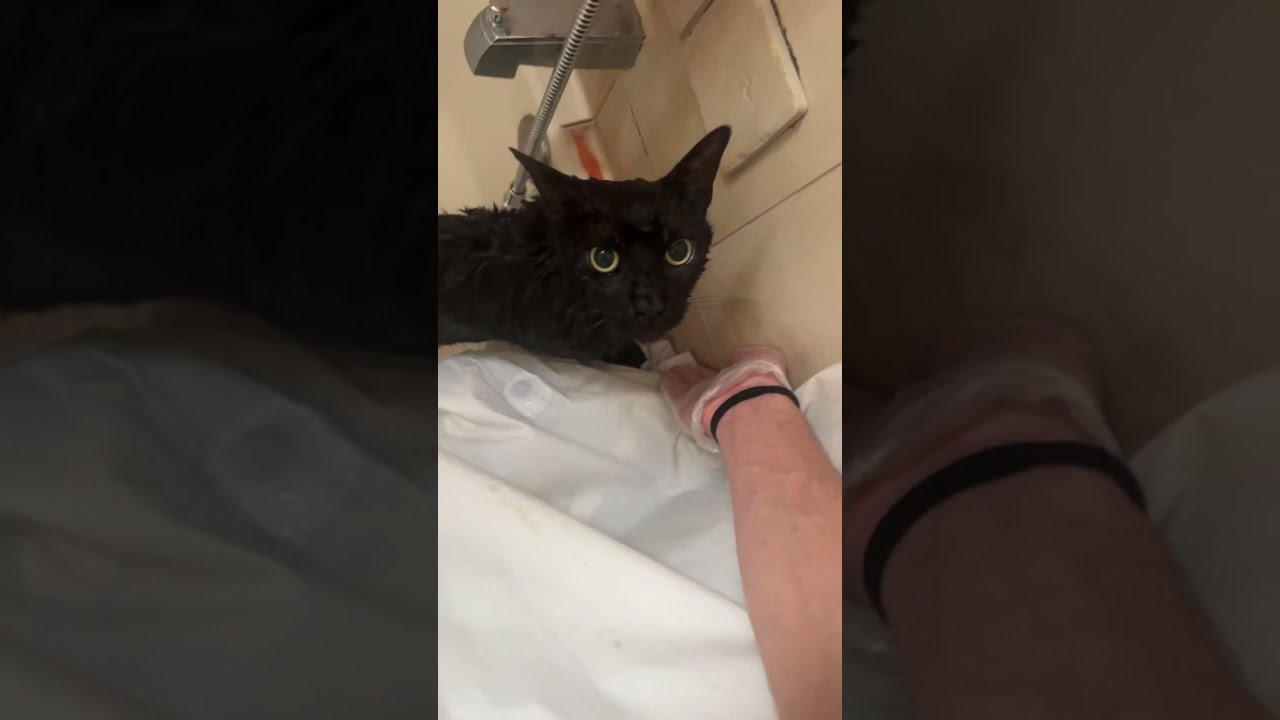 BluClovvr gives his cat a bath on live 💀