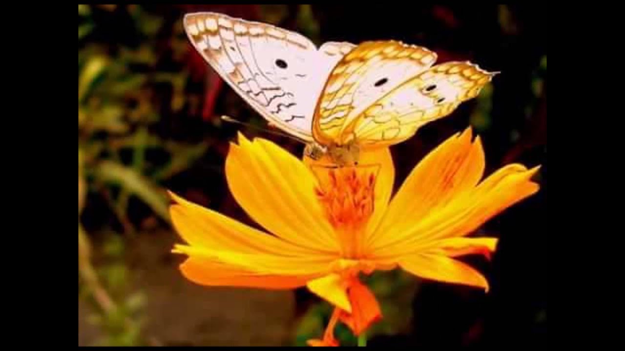 Jardim do Amor - Anassaíldes Lima