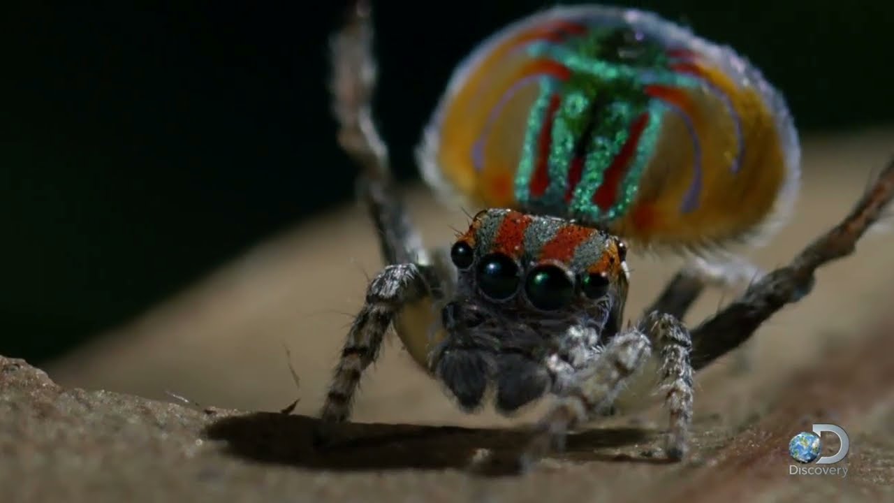 Peacock Spider Dances for Love and Life