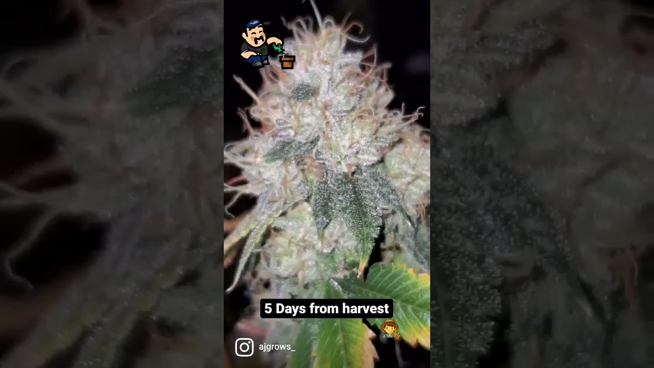 5 days from harvest