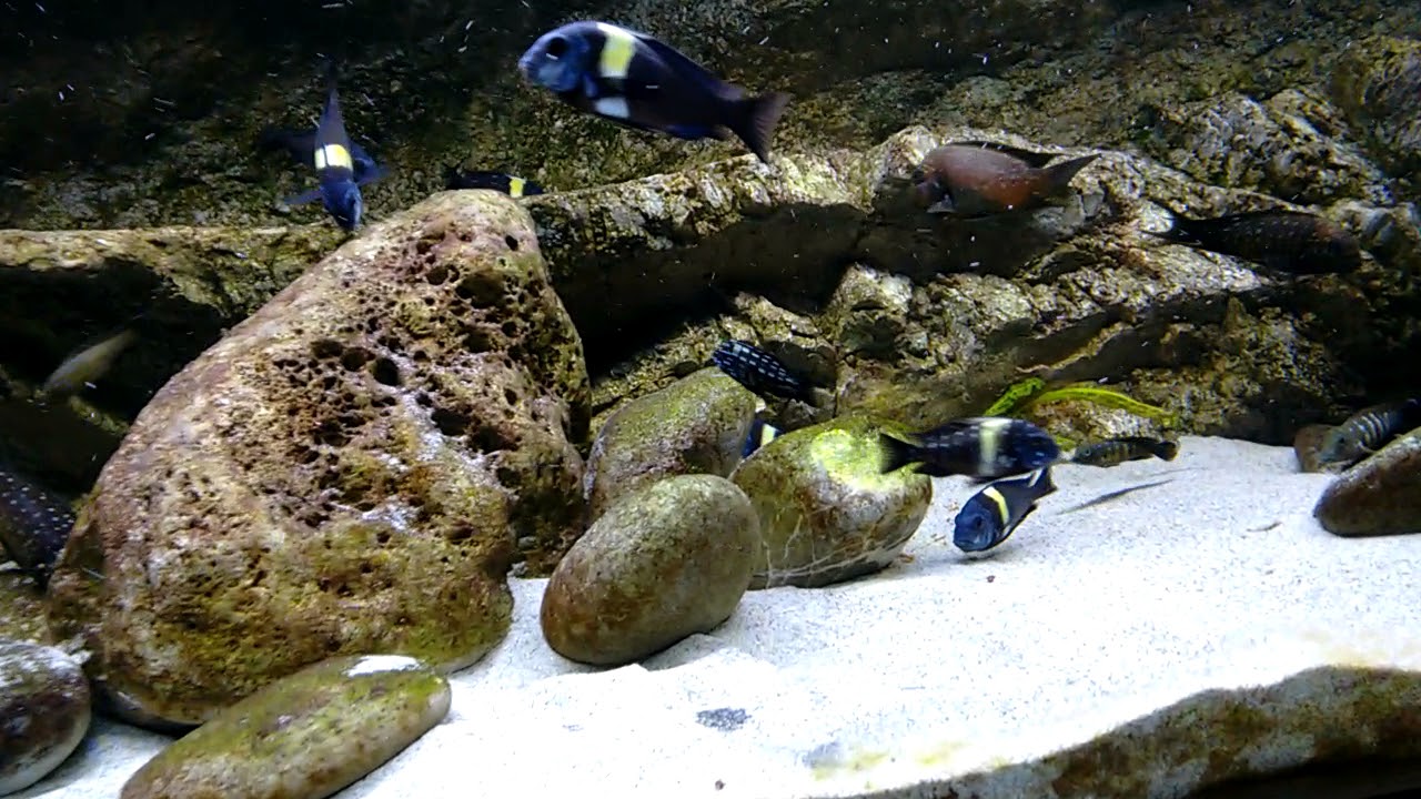 Tropheus duboisi Maswa, Petrochromis trewavasae Congo, Eretmodus cyanostictus Kipili