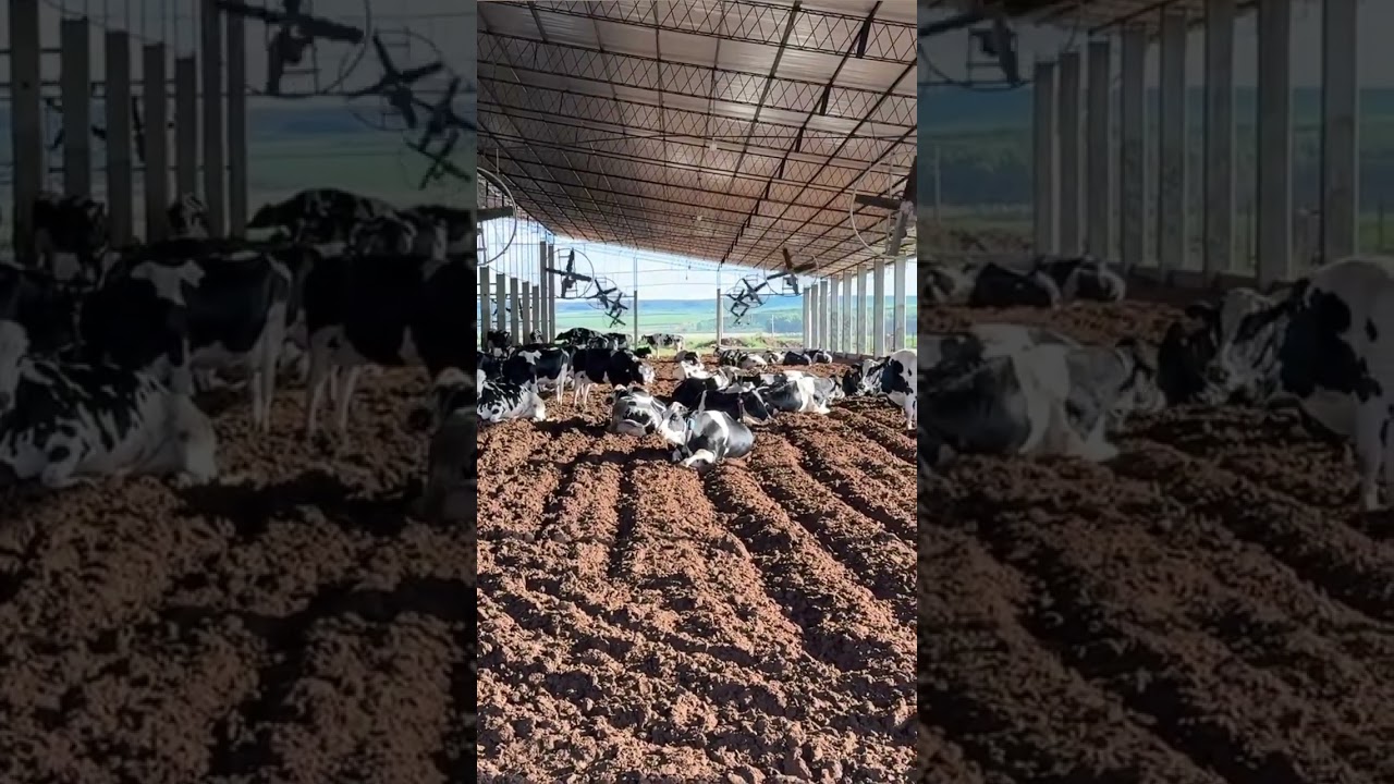Essential care in compost barn management.
