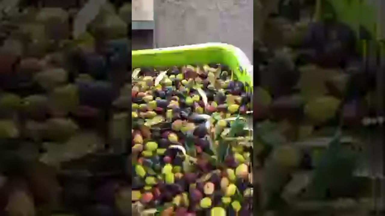 مباشرة من معصرة الزيتون