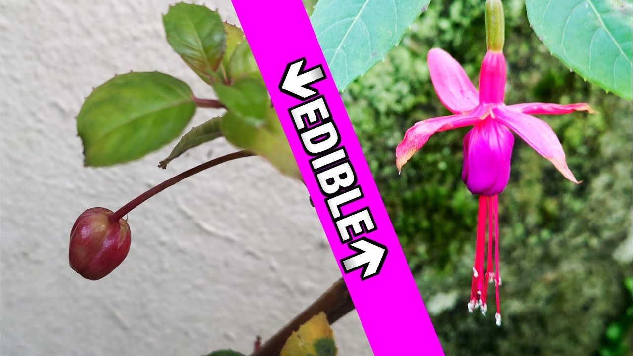 Tasting Fuchsia Berries (and Flowers) for the First Time