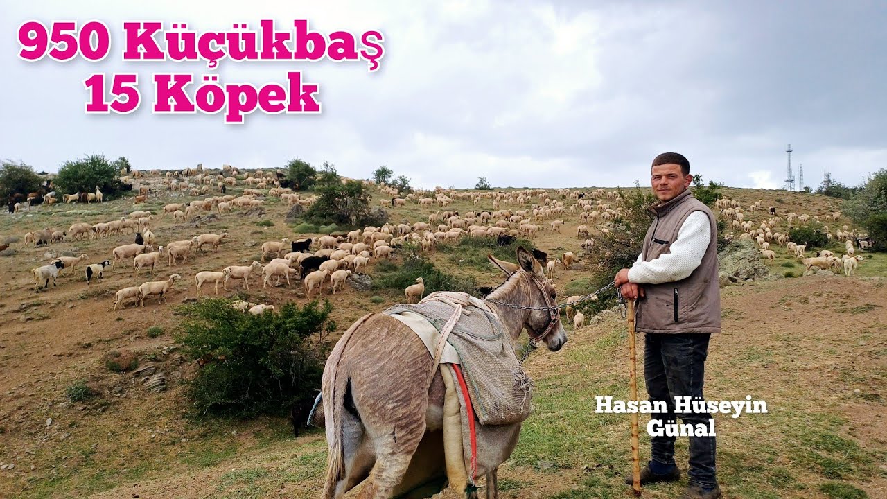 950 Adet Küçükbaş ile Genç Üretici Hasan Hüseyin Günal - Bozdağın Çobanları #hayvancılık #çiftlik