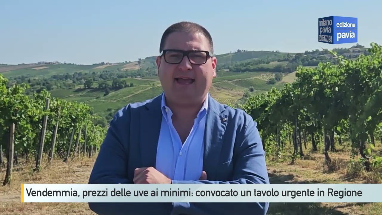 Vendemmia in Oltrepò, prezzi delle uve ai minimi: convocato tavolo urgente in Regione