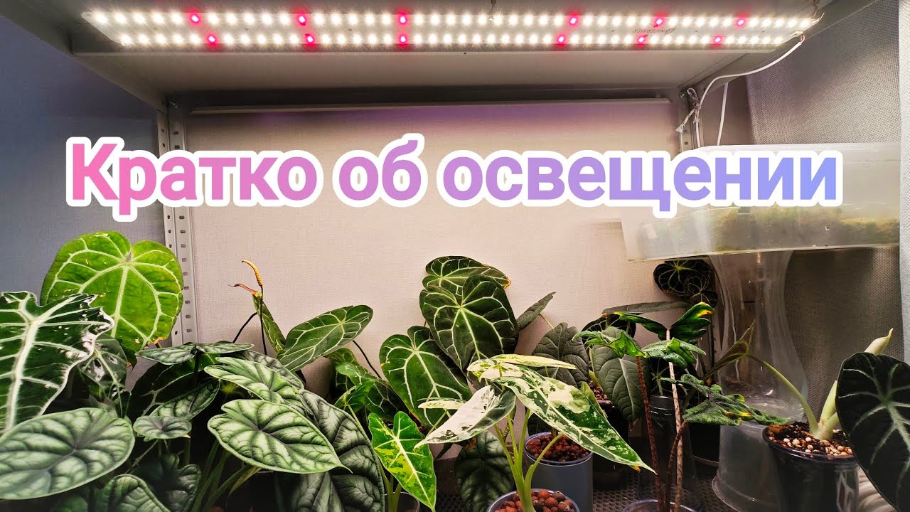 ОСВЕЩЕНИЕ МОИХ РАСТЕНИЙ☀️MINIFERMER против UNIEL💥Кратко рассказываю о своём опыте и наблюдениях🤔