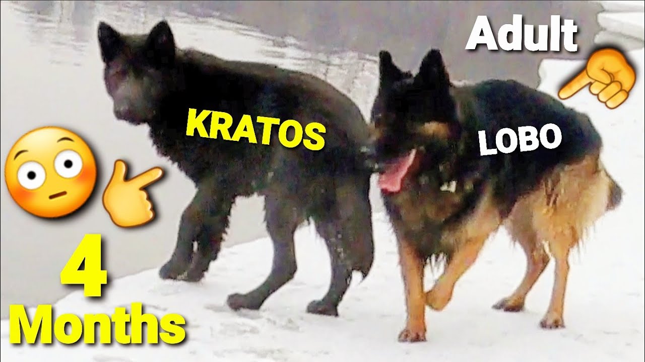 GIANT Puppy Kratos at Off Leash Park - 4 Month Old Lycan Shepherd