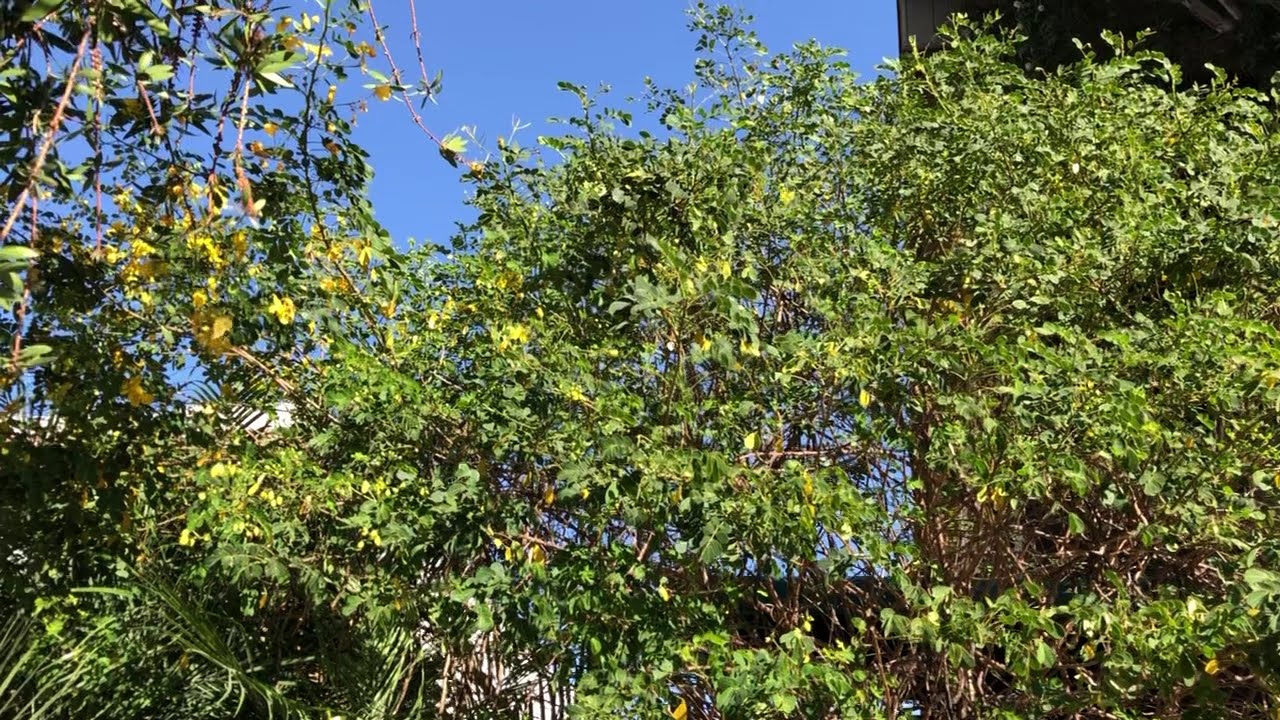 Butterfly Tree