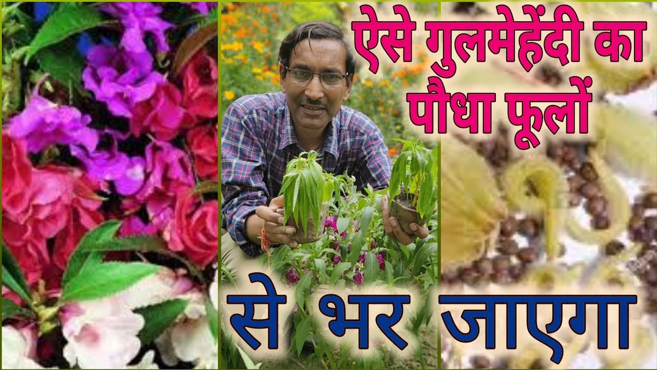 इस तकनीक से गुलमेहेंदी के पौधा फूलों से लद जायेगा Balsam flowering technique
