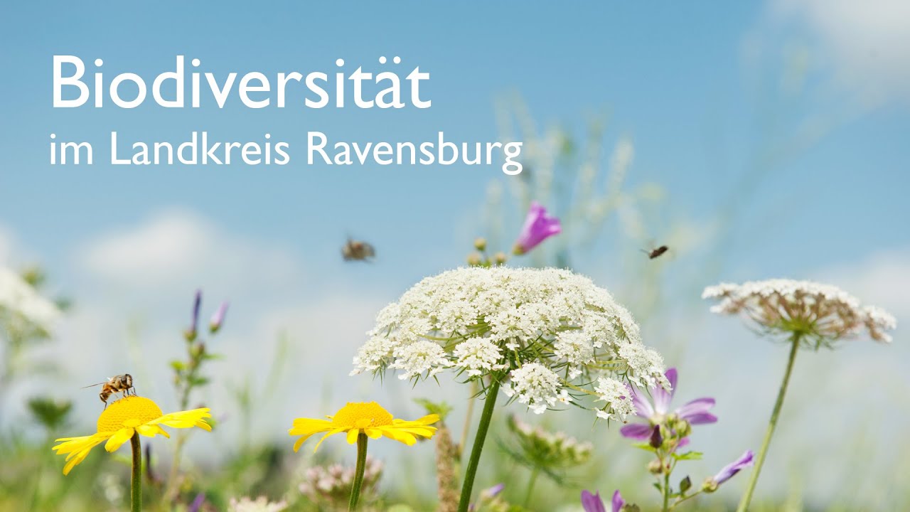 Biodiversität im Landkreis Ravensburg - Ausgewählte Projekte im Kurzportrait
