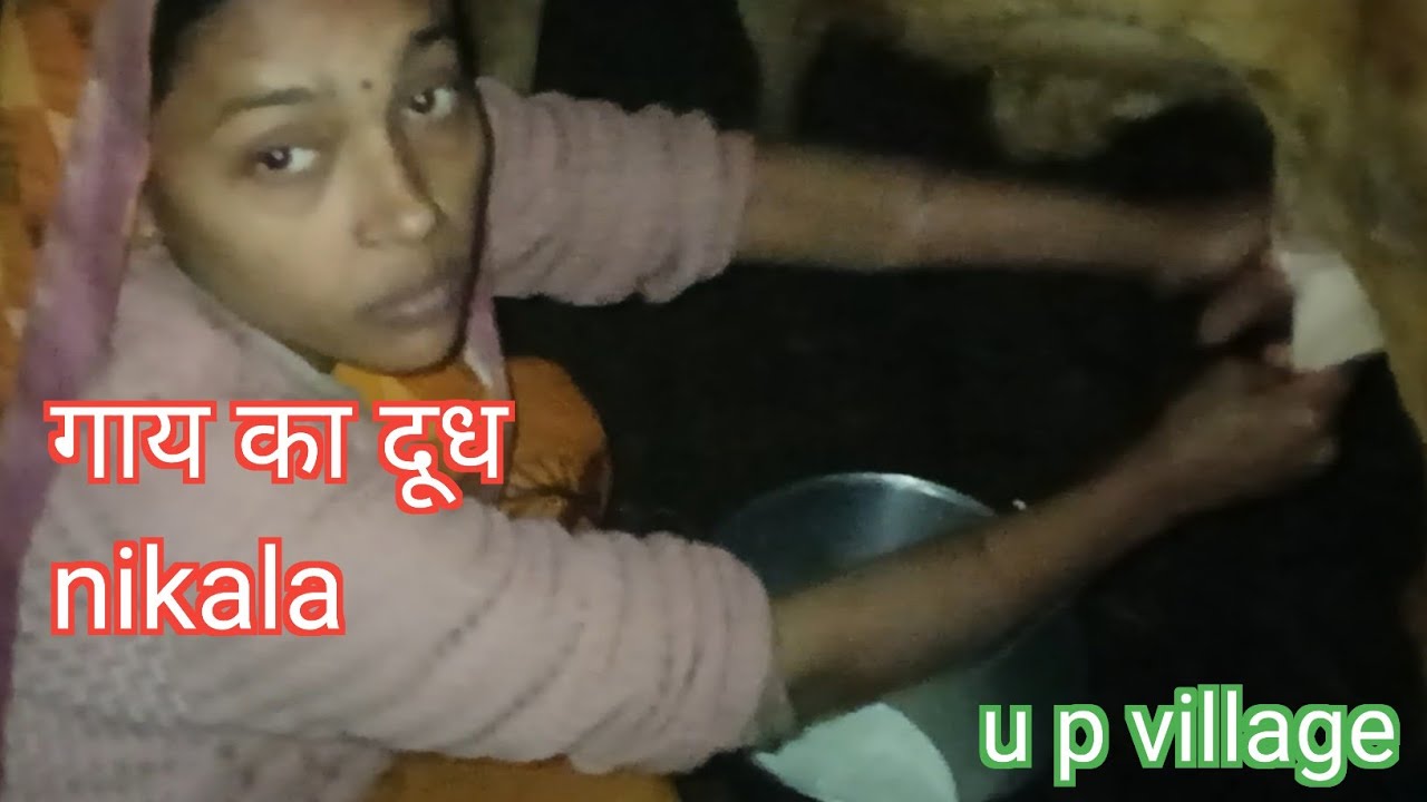  गाय का दुध निकालने का वीडियो // गाय का दुध कैसे निकाले 🐄Cow milking video /How to milk a cow#vlog 