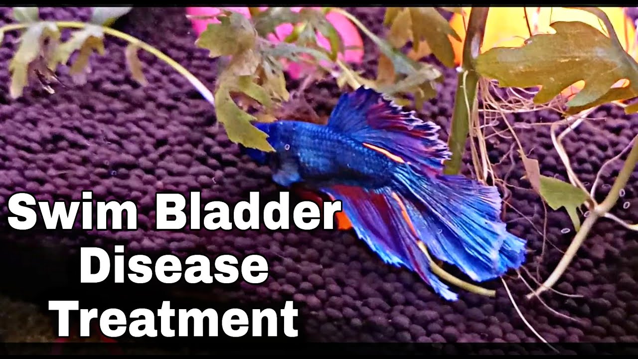 HOW TO TREAT A BETTA WITH SWIM BLADDER DISEASE / UPSIDE DOWN TREATMENT IN HINDI